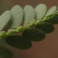 Phyllanthus amarus Schumach. & Thonn.